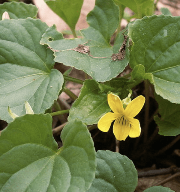 Violet - Yellow Pennsyvania (4" pot)